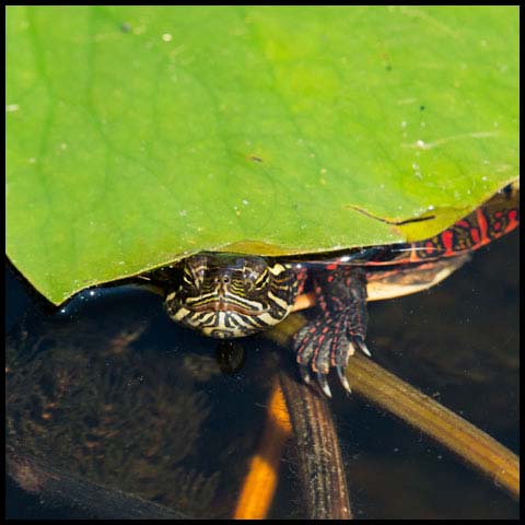 Midland Painted Turtle