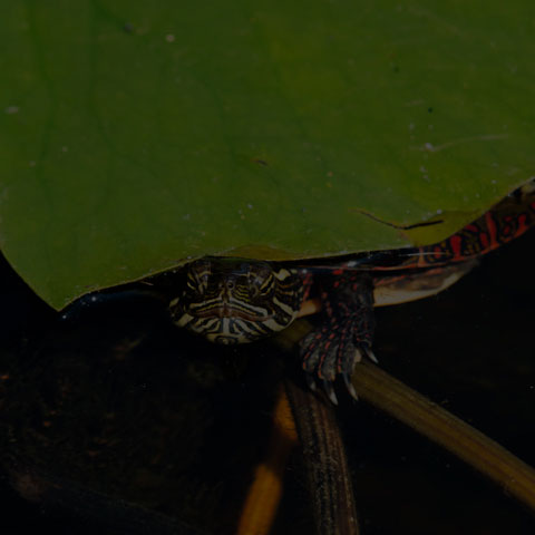 Midland Painted Turtle