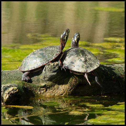 Midland Painted Turtle