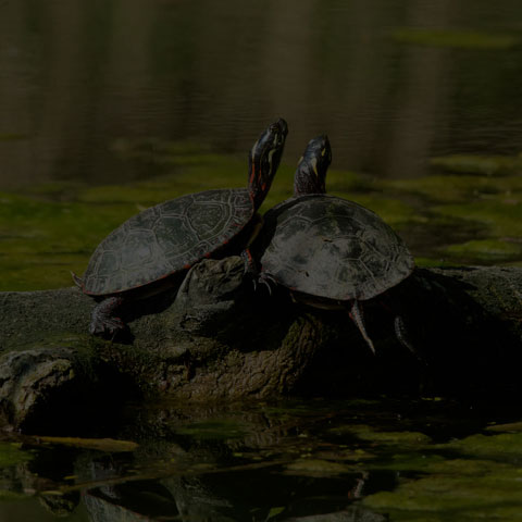 Midland Painted Turtle