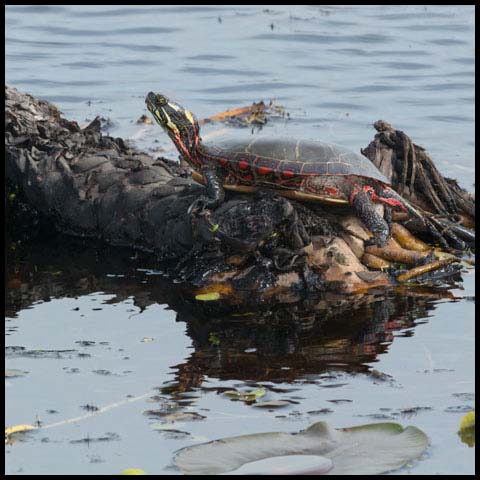 Midland Painted Turtle