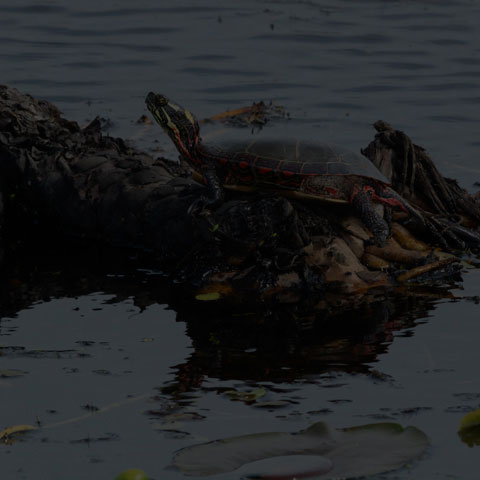 Midland Painted Turtle