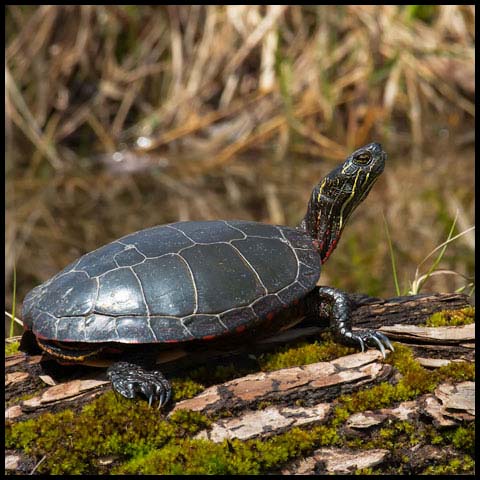 Midland Painted Turtle