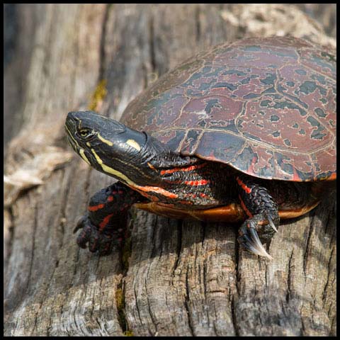 Midland Painted Turtle