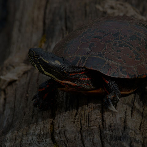 Midland Painted Turtle