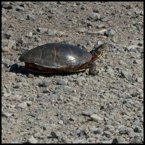 Midland Painted Turtle