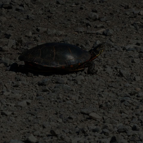 Midland Painted Turtle