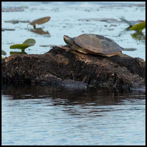 Northern Map Turtle