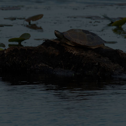 Northern Map Turtle