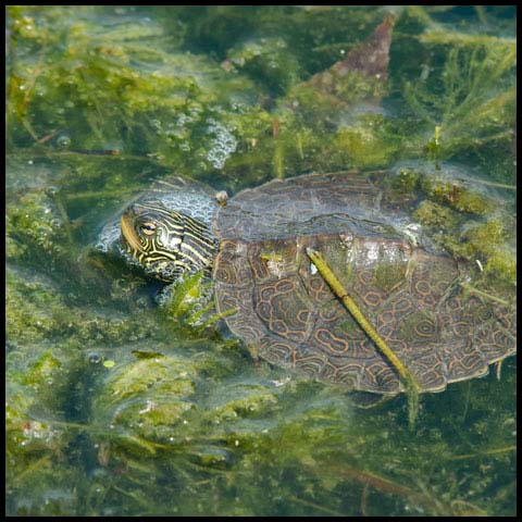 Northern Map Turtle