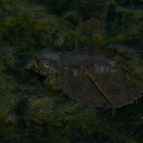 Northern Map Turtle