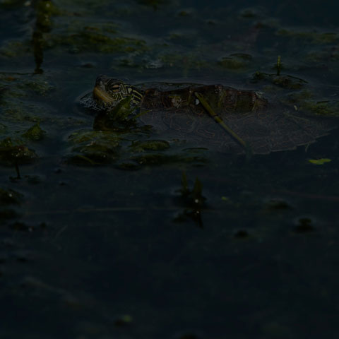 Northern Map Turtle