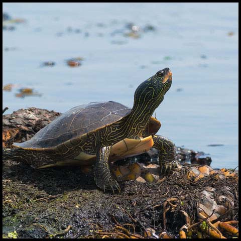 Northern Map Turtle