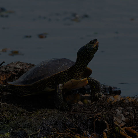 Northern Map Turtle