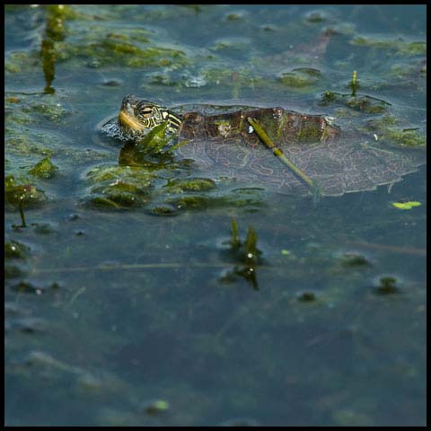 Northern Map Turtle