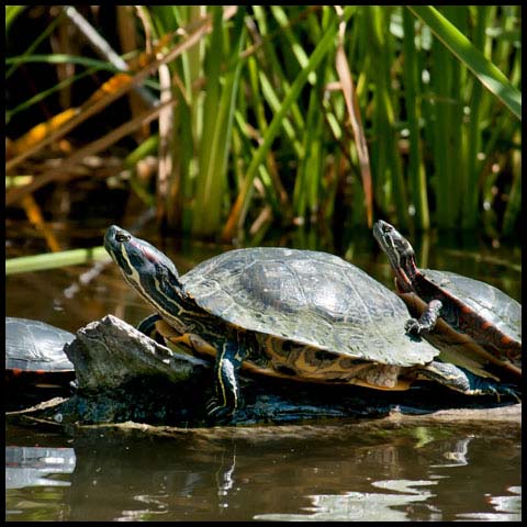 Red-Eared Slider Turtle