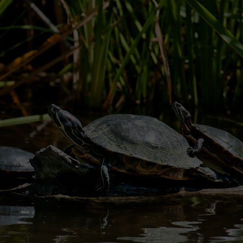 Red-Eared Slider Turtle