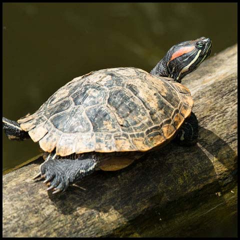 Red-Eared Slider Turtle