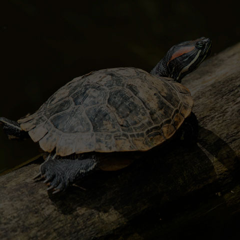 Red-Eared Slider Turtle