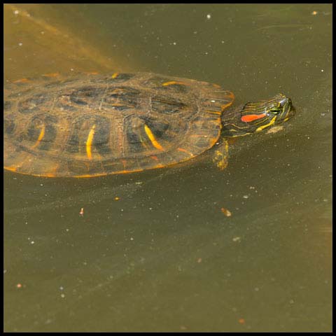 Red-Eared Slider Turtle