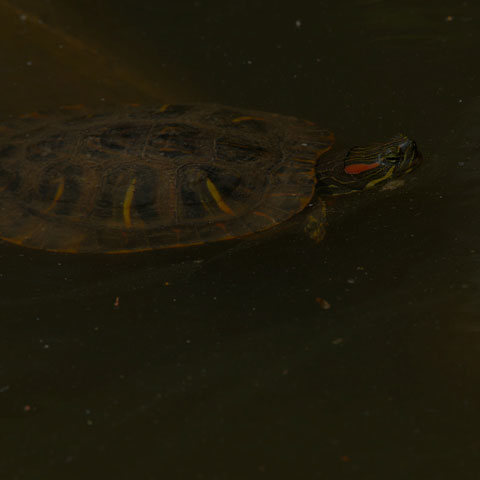 Red-Eared Slider Turtle