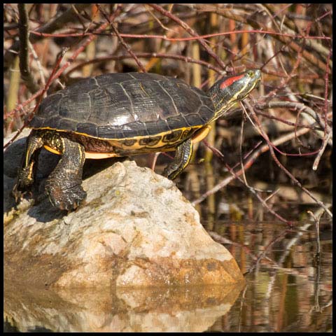 Red-Eared Slider Turtle