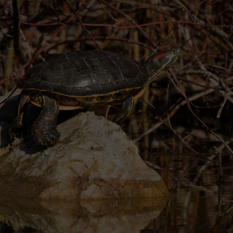 Red-Eared Slider Turtle