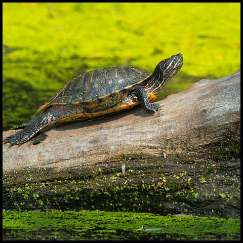 Red-Eared Slider Turtle