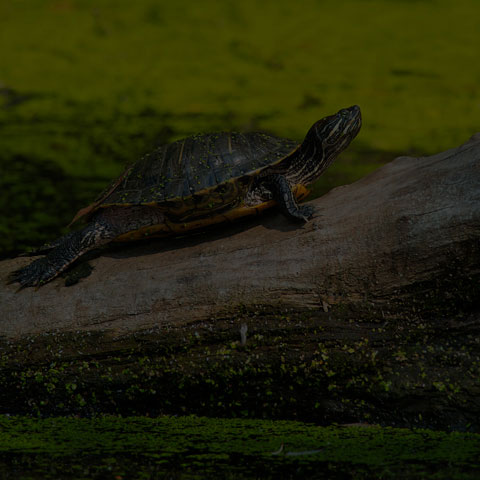 Red-Eared Slider Turtle