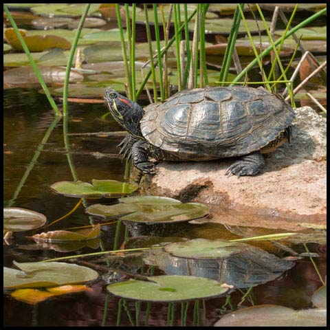 Red-Eared Slider Turtle