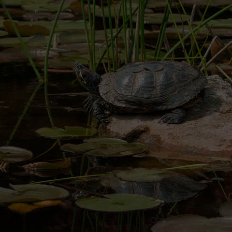 Red-Eared Slider Turtle