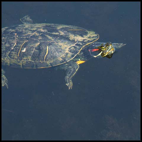 Red-Eared Slider Turtle