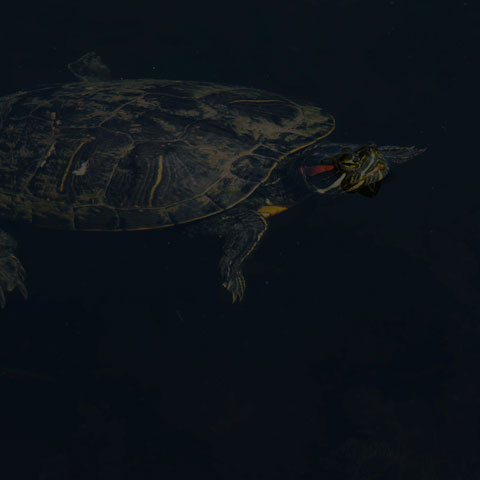 Red-Eared Slider Turtle