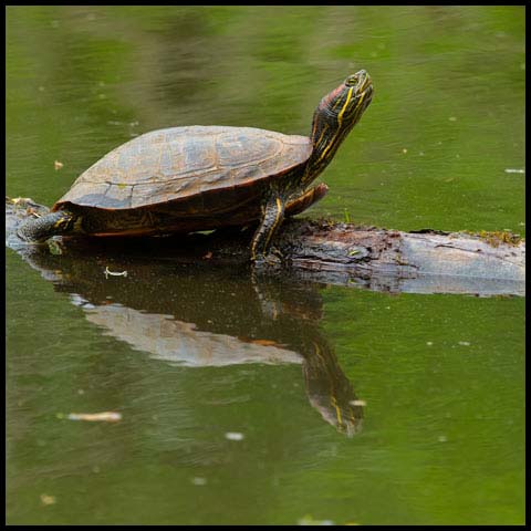 Red-Eared Slider Turtle