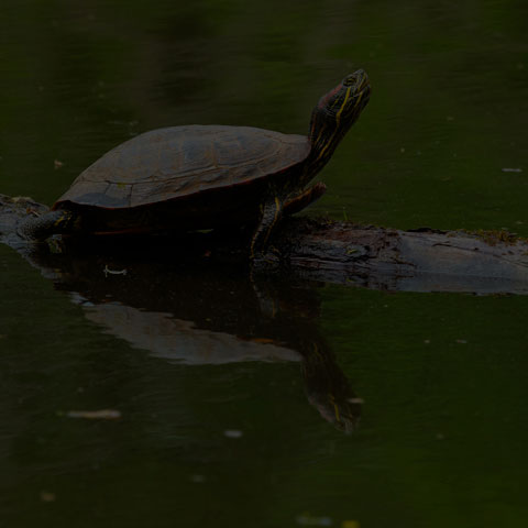 Red-Eared Slider Turtle