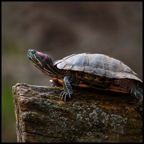 Red-Eared Slider Turtle