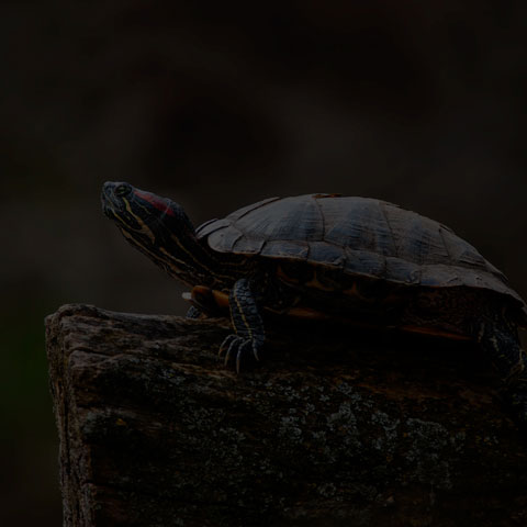 Red-Eared Slider Turtle