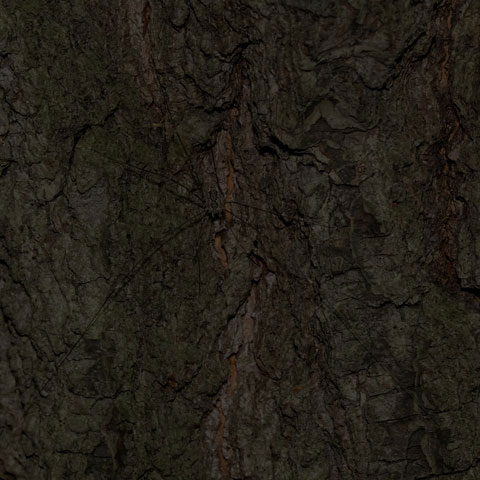 Aldrich's Harvestman