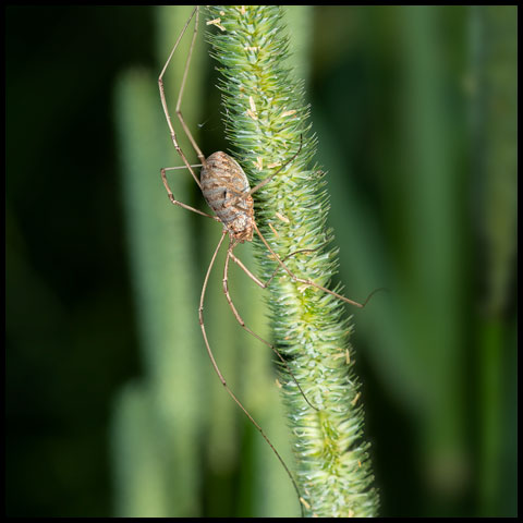 European Harvestman