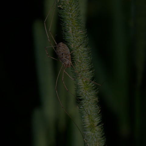 European Harvestman