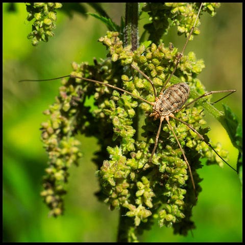 European Harvestman