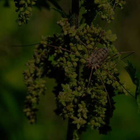 European Harvestman