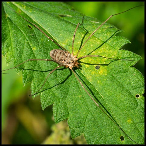 European Harvestman