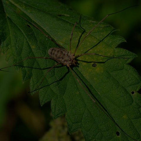 European Harvestman