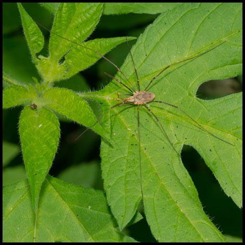 European Harvestman