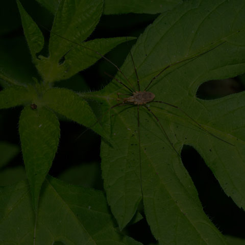 European Harvestman