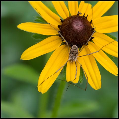 European Harvestman