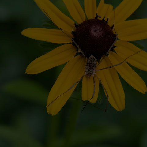 European Harvestman