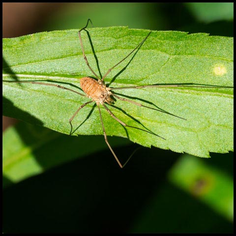 European Harvestman