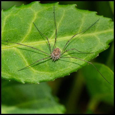 European Harvestman